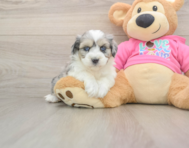 5 week old Aussiechon Puppy For Sale - Florida Fur Babies