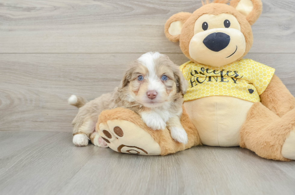 5 week old Aussiechon Puppy For Sale - Florida Fur Babies