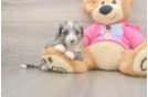 Aussiechon Pup Being Cute