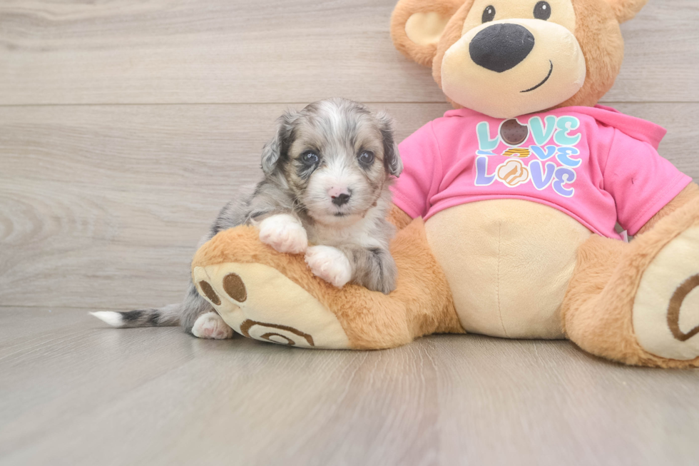 Aussiechon Pup Being Cute