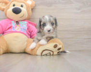 5 week old Aussiechon Puppy For Sale - Florida Fur Babies