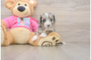 Petite Aussiechon Designer Pup
