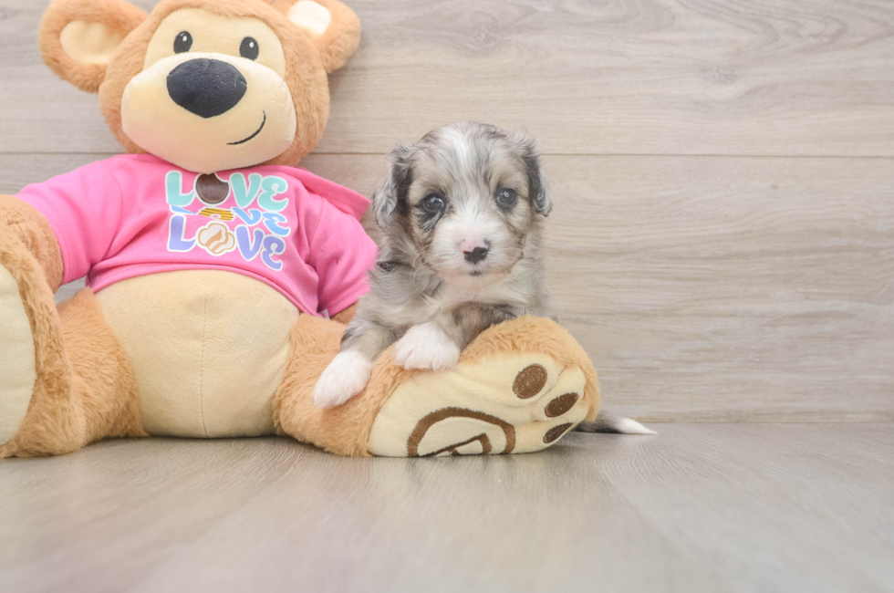 5 week old Aussiechon Puppy For Sale - Florida Fur Babies
