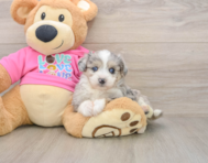 6 week old Aussiechon Puppy For Sale - Florida Fur Babies