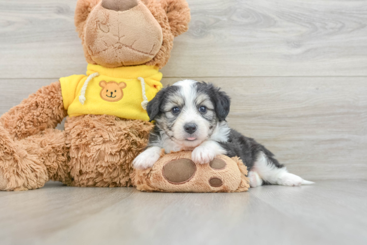 Energetic Aussie Bichon Designer Puppy