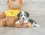 6 week old Aussiechon Puppy For Sale - Florida Fur Babies