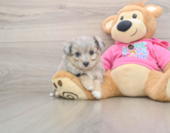 5 week old Aussiechon Puppy For Sale - Florida Fur Babies