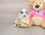 6 week old Aussiechon Puppy For Sale - Florida Fur Babies