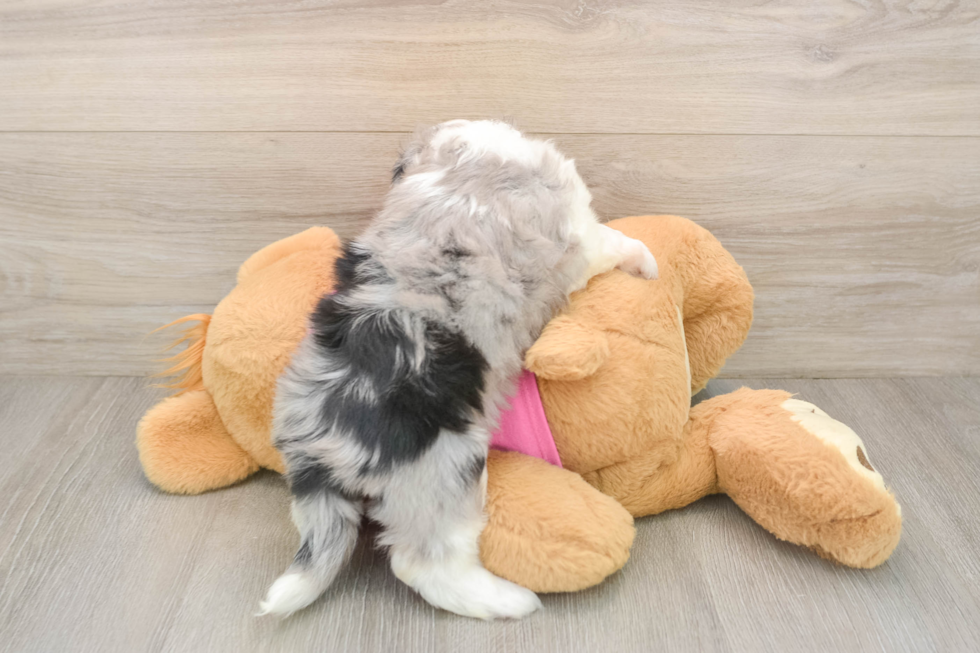 Best Aussiechon Baby