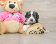 6 week old Aussiechon Puppy For Sale - Florida Fur Babies