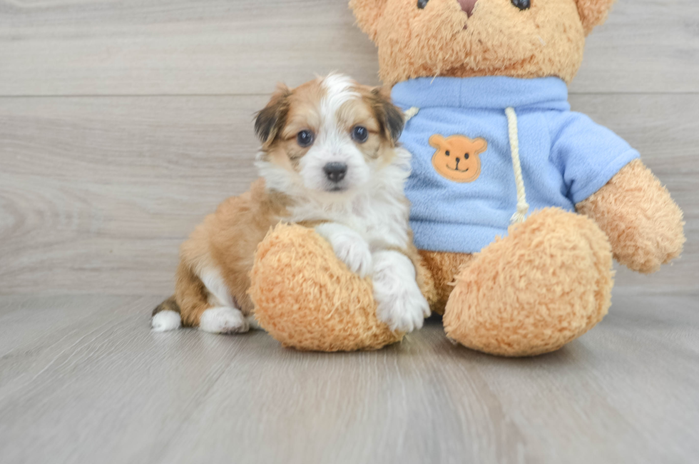5 week old Aussiechon Puppy For Sale - Florida Fur Babies