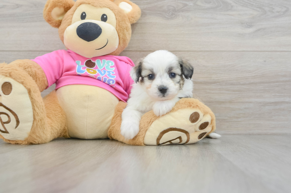 5 week old Aussiechon Puppy For Sale - Florida Fur Babies