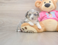 6 week old Aussiechon Puppy For Sale - Florida Fur Babies