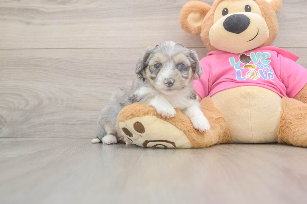 6 week old Aussiechon Puppy For Sale - Florida Fur Babies