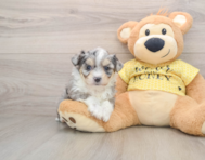 6 week old Aussiechon Puppy For Sale - Florida Fur Babies