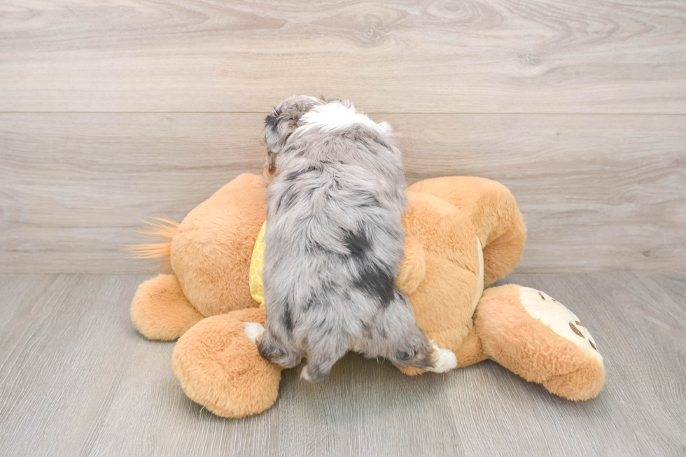 Fluffy Aussiechon Designer Pup