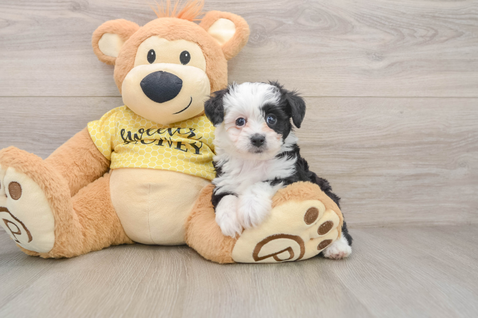 Aussiechon Pup Being Cute