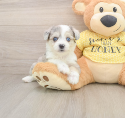 5 week old Aussiechon Puppy For Sale - Florida Fur Babies