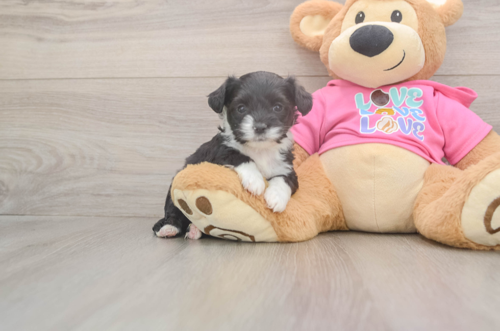 6 week old Aussiechon Puppy For Sale - Florida Fur Babies