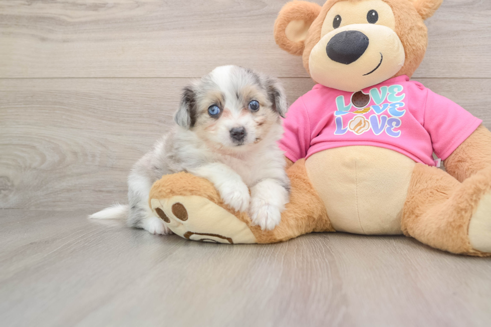 Aussiechon Puppy for Adoption
