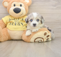 5 week old Aussiechon Puppy For Sale - Florida Fur Babies