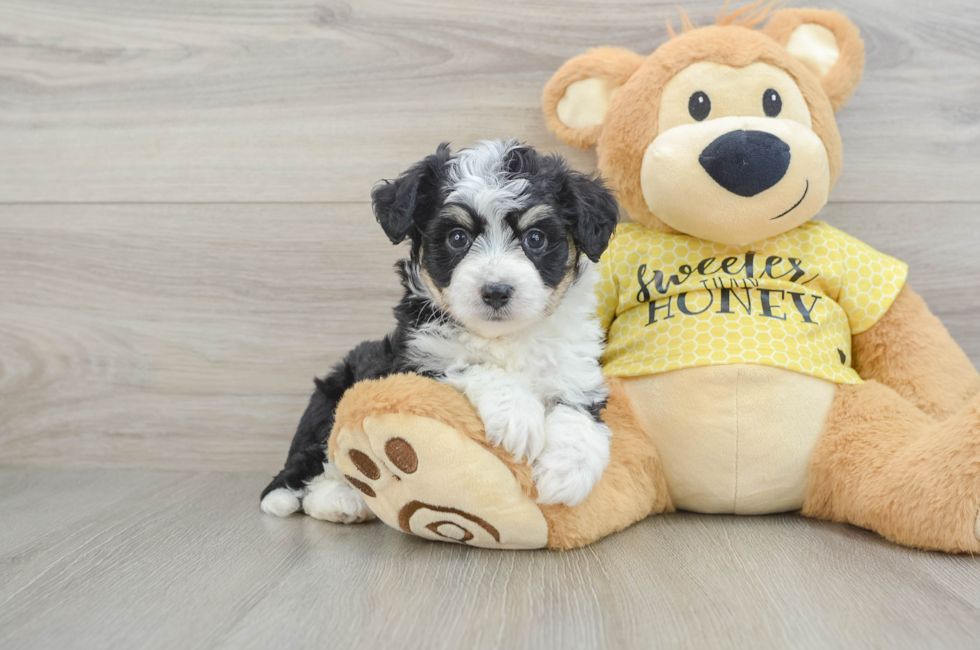 6 week old Aussiechon Puppy For Sale - Florida Fur Babies