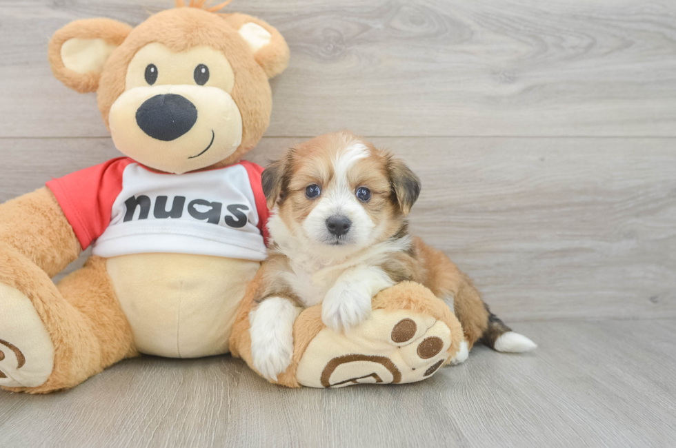5 week old Aussiechon Puppy For Sale - Florida Fur Babies