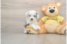 Aussiechon Puppy for Adoption