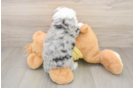 Smart Aussiechon Designer Pup