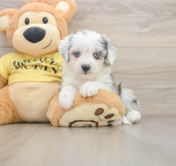 5 week old Aussiechon Puppy For Sale - Florida Fur Babies