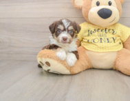 6 week old Aussiechon Puppy For Sale - Florida Fur Babies