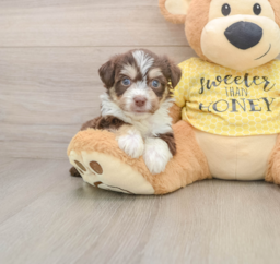 5 week old Aussiechon Puppy For Sale - Florida Fur Babies