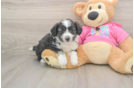 Smart Aussiechon Designer Pup