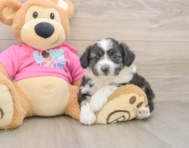 7 week old Aussiechon Puppy For Sale - Florida Fur Babies