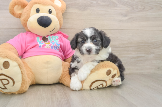 Best Aussiechon Baby