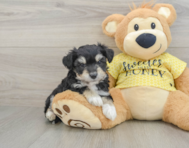 8 week old Aussiechon Puppy For Sale - Florida Fur Babies