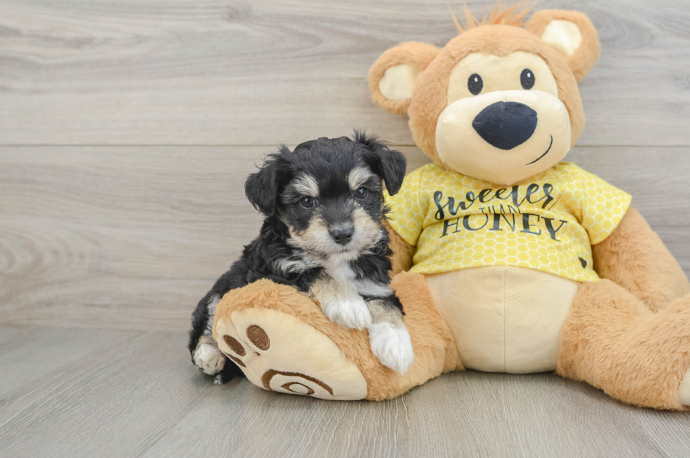 6 week old Aussiechon Puppy For Sale - Florida Fur Babies