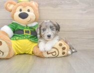 6 week old Aussiechon Puppy For Sale - Florida Fur Babies