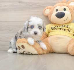 5 week old Aussiechon Puppy For Sale - Florida Fur Babies
