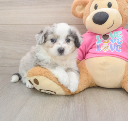7 week old Aussiechon Puppy For Sale - Florida Fur Babies