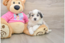 Fluffy Aussiechon Designer Pup