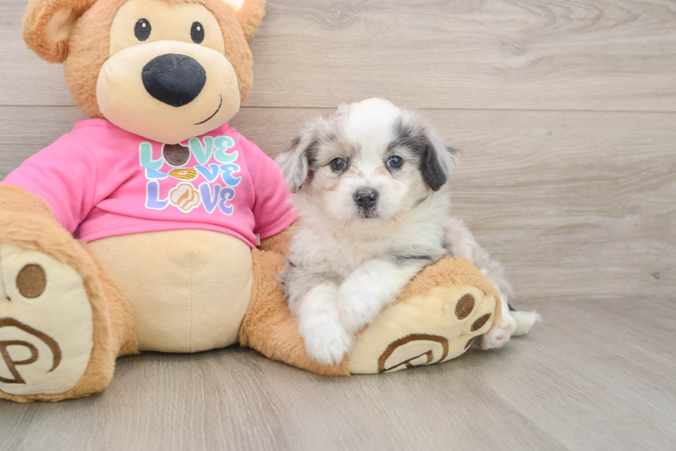 Fluffy Aussiechon Designer Pup