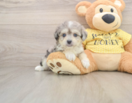 6 week old Aussiechon Puppy For Sale - Florida Fur Babies