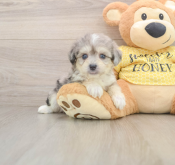 5 week old Aussiechon Puppy For Sale - Florida Fur Babies