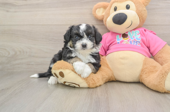 Aussiechon Puppy for Adoption