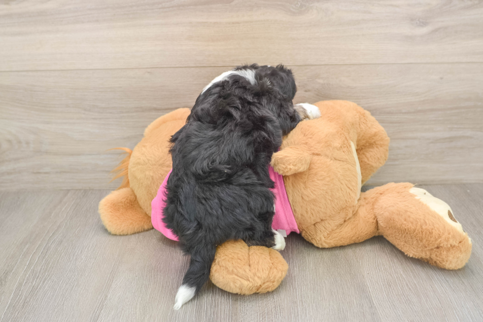 Energetic Aussie Bichon Designer Puppy