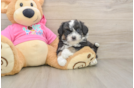 Hypoallergenic Aussie Bichon Designer Puppy