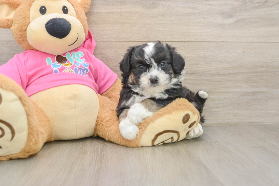 Hypoallergenic Aussie Bichon Designer Puppy