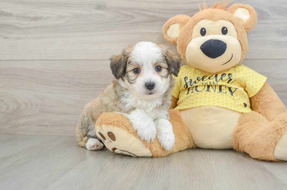 6 week old Aussiechon Puppy For Sale - Florida Fur Babies