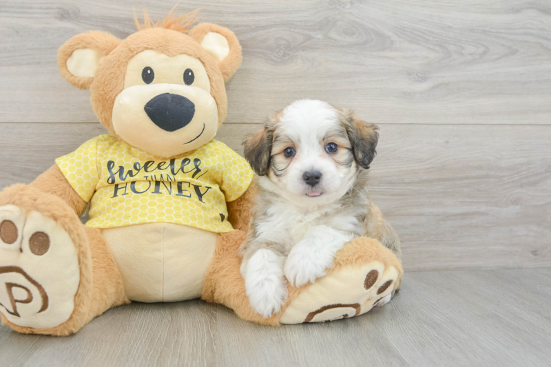 Meet Bao - our Aussiechon Puppy Photo 3/3 - Florida Fur Babies